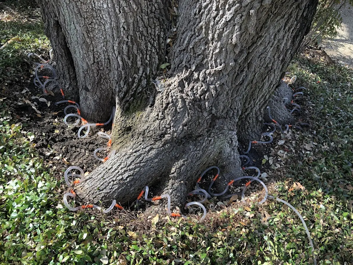 Detailed Tree Cabling and Bracing job site in Caddo