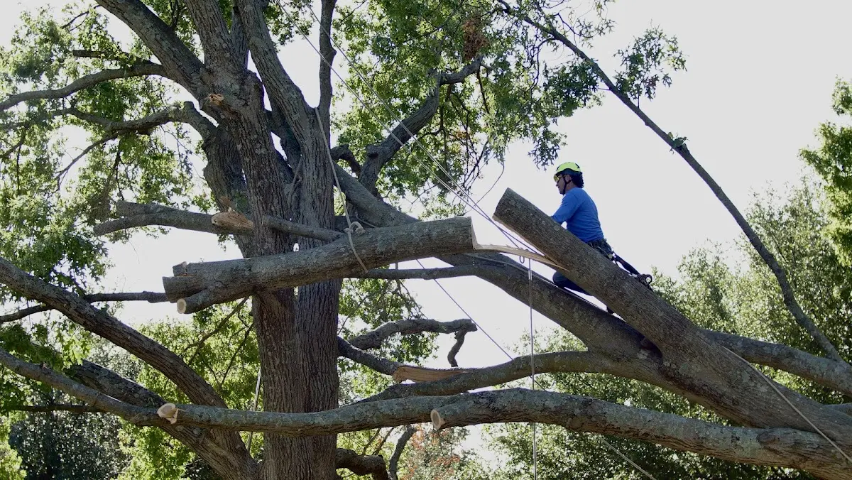 Professional Crown Thinning performed by certified arborists in Caddo