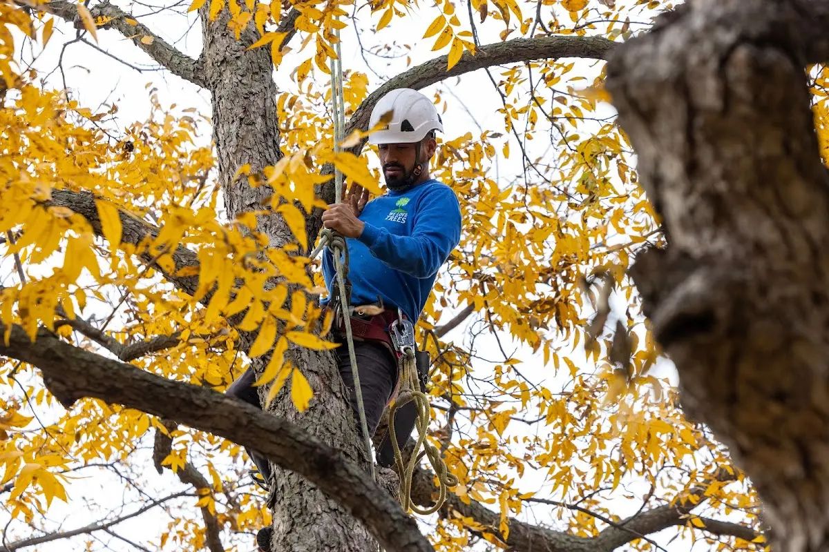 Skilled Tree Pruning crew working in Caddo
