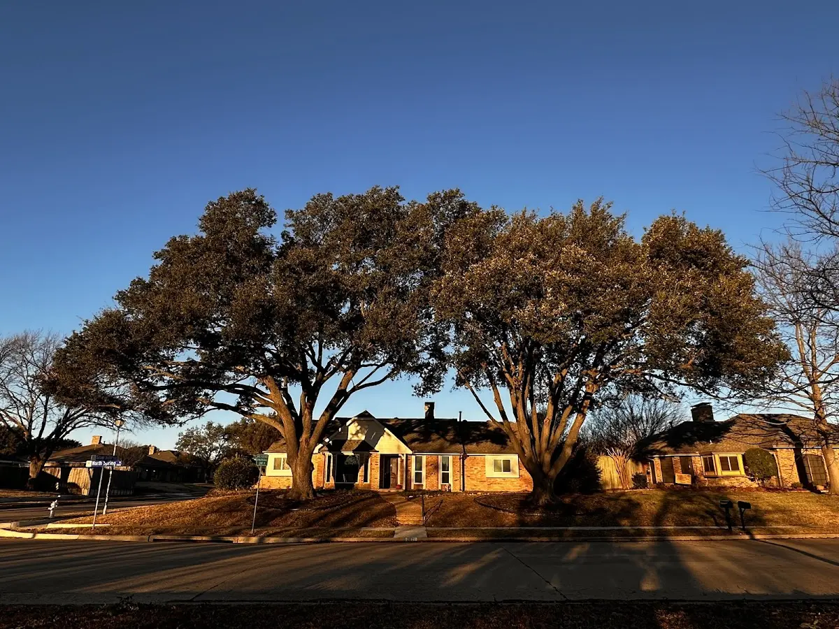 Established residential canopy tree shading a home in Caddo
